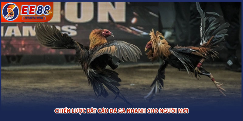 Chiến lược bắt cầu đá gà nhanh cho người mới