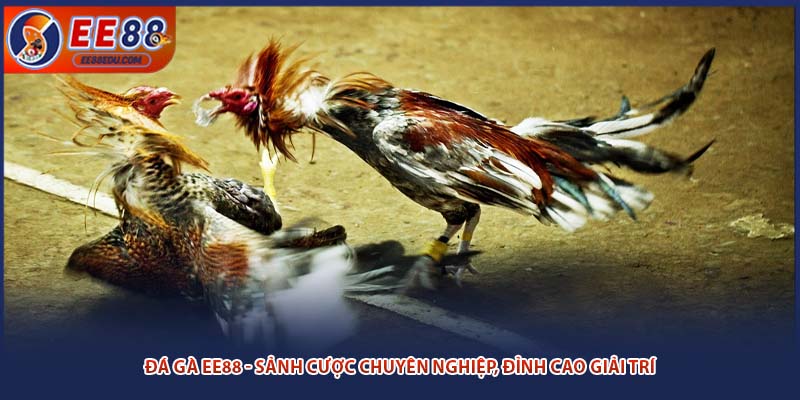 Đá gà EE88 - Sảnh cược chuyên nghiệp, đỉnh cao giải trí