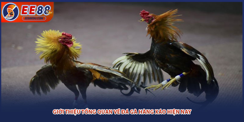 Giới thiệu tổng quan về đá gà hàng xáo hiện nay