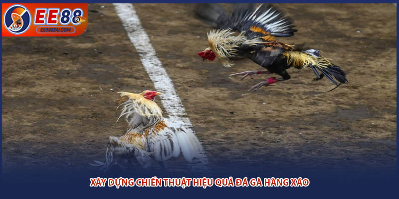 Xây dựng chiến thuật hiệu quả đá gà hàng xáo